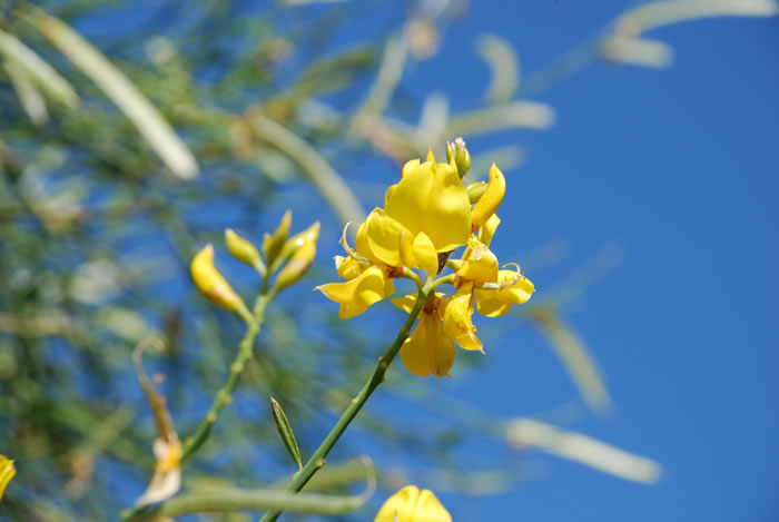 Fiore Cavulazzo